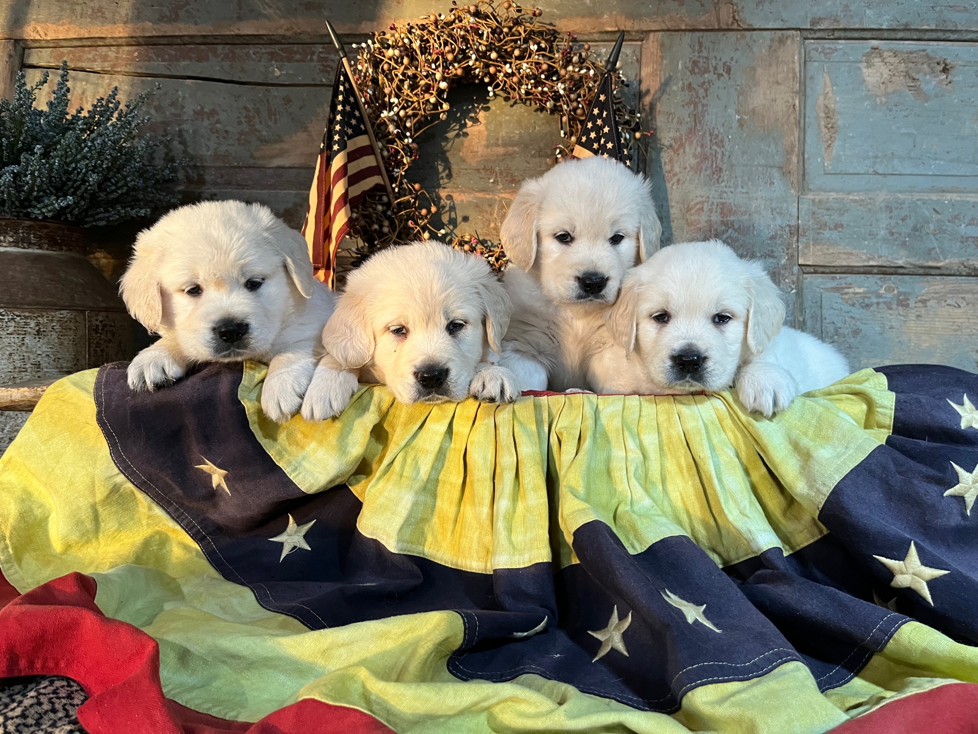 AKC Golden Retriever Puppies Wisconsin